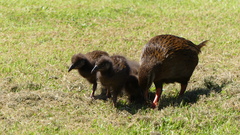 Gallirallus australis