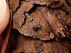 Dicyrtomidae