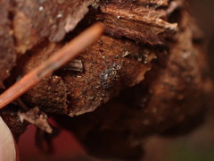 Dicyrtomidae