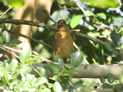 Cyanoloxia brissonii