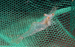 Palaemon kadiakensis