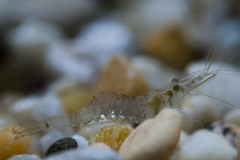 Palaemon kadiakensis