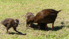 Gallirallus australis