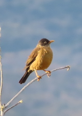 Turdus falcklandii magellanicus