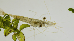 Palaemon kadiakensis