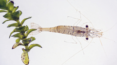 Palaemon kadiakensis