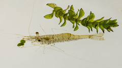 Palaemon kadiakensis