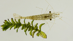 Palaemon kadiakensis