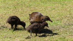 Gallirallus australis
