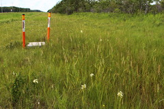 Platanthera praeclara
