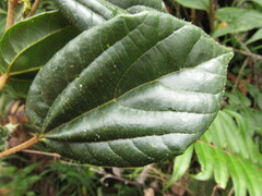 Alchornea