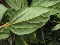 Alchornea