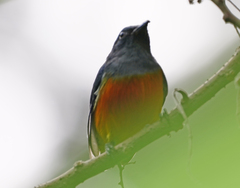 Dicaeum trigonostigma