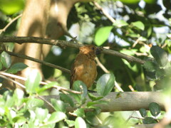 Cyanoloxia brissonii