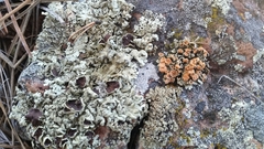 Rhizoplaca chrysoleuca