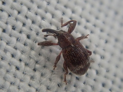 Anthonomus bituberculatus