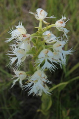 Platanthera praeclara