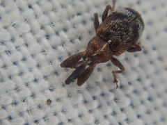 Anthonomus bituberculatus