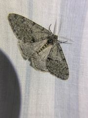 Phigalia strigataria