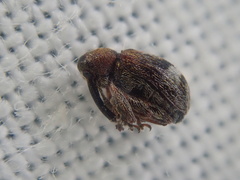 Anthonomus bituberculatus