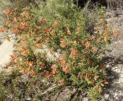 Diplacus longiflorus