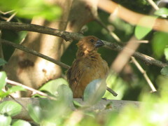 Cyanoloxia brissonii