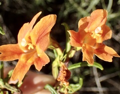 Diplacus longiflorus