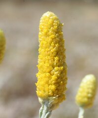 Angianthus tomentosus