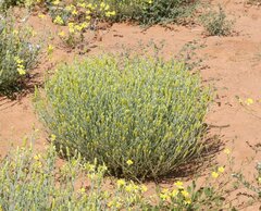 Angianthus tomentosus