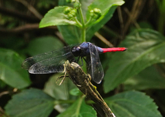 Orthetrum schneideri