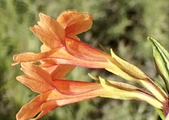 Diplacus longiflorus