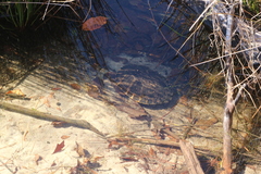 Pseudemys floridana