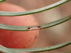 Contarinia pseudotsugae