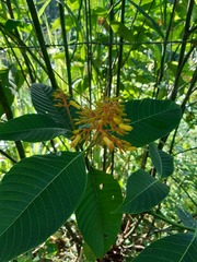 Palicourea guianensis
