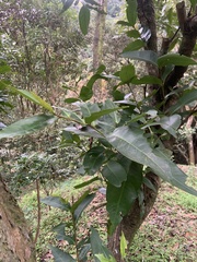 Syzygium samarangense