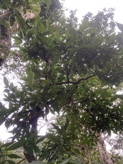 Syzygium samarangense