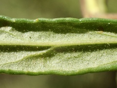 Diplacus longiflorus