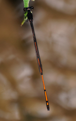 Prodasineura hyperythra