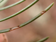 Contarinia pseudotsugae