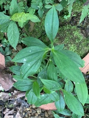 Tricyrtis formosana