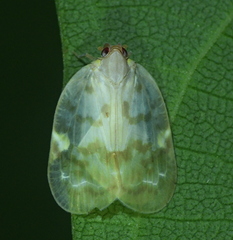 Achilidae
