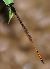 Prodasineura hyperythra