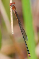 Pseudagrion pilidorsum