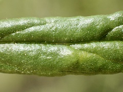 Diplacus longiflorus