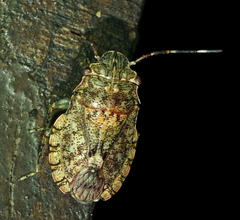 Colpocarena complanata