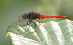 Orthetrum chrysis