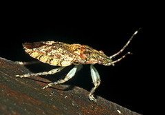 Colpocarena complanata
