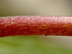 Diplacus longiflorus