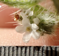 Cryptantha microstachys