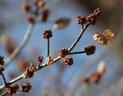 Acer saccharinum